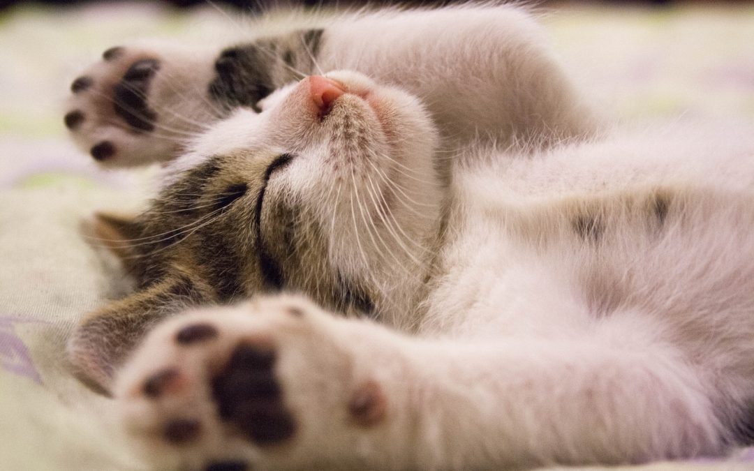 Close-up Photo of Cute Sleeping Cat